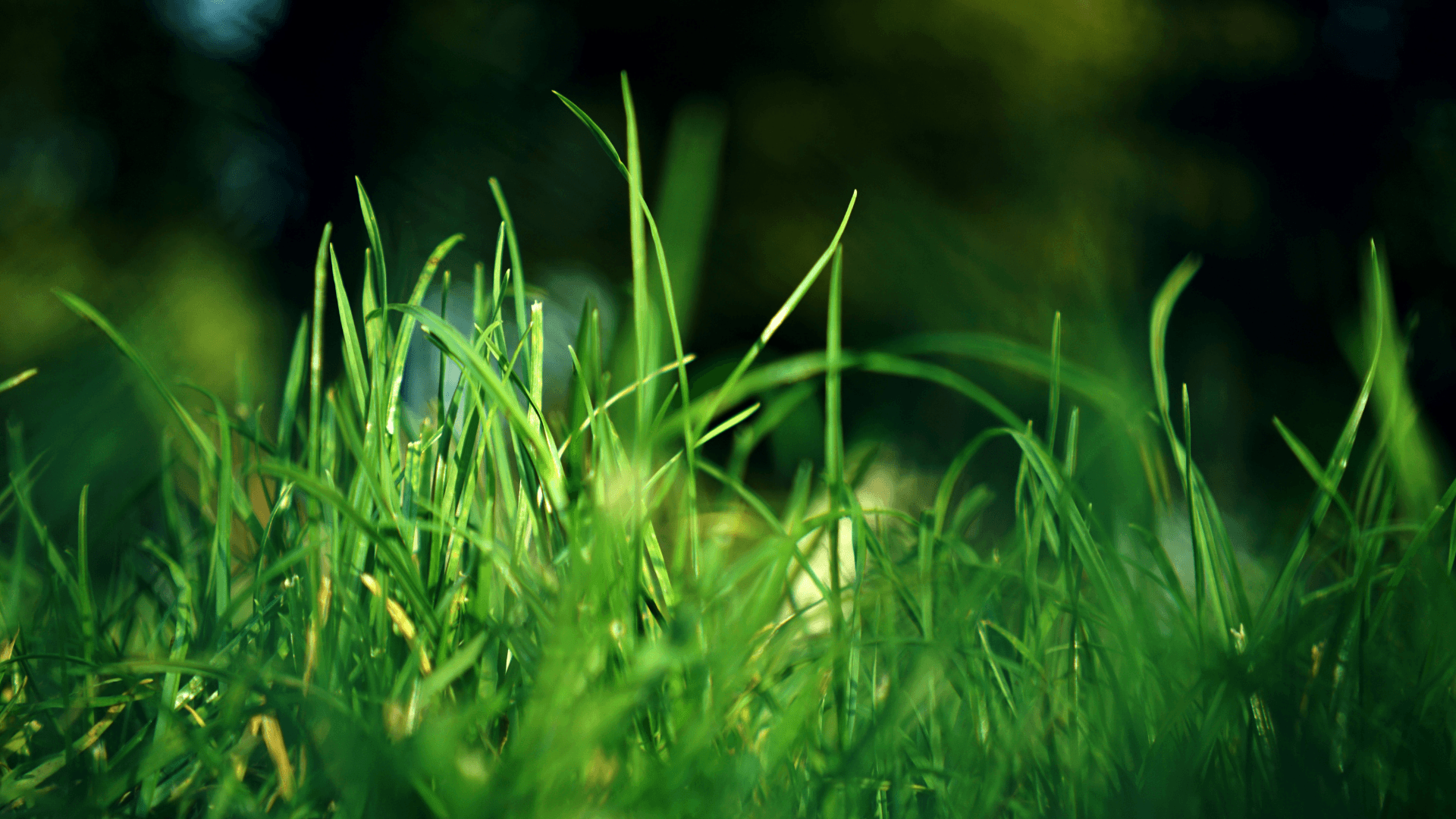 Vibrant Green Grass Growing Against Dark Background Close up of vibrant green grass against a black background, representing sustainability, eco friendly practices, and growth in construction and logistics operations.